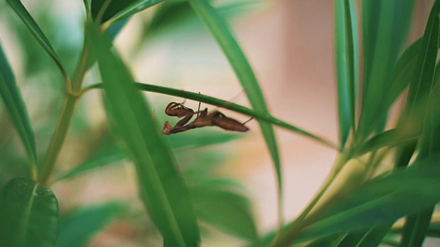 蚱蜢视频素材