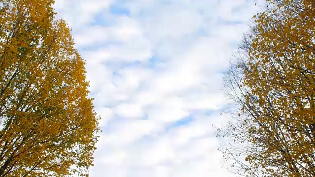 秋日的天空中，彩云飘过秋色的树木。视频素材