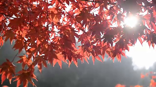 在著名的奈美岛，秋天五彩缤纷的枫叶视频素材