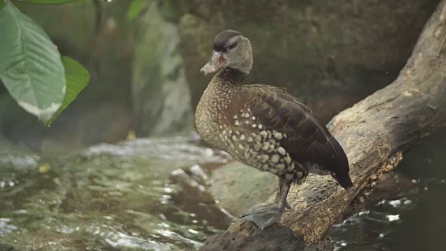 森林里的鸭子视频素材