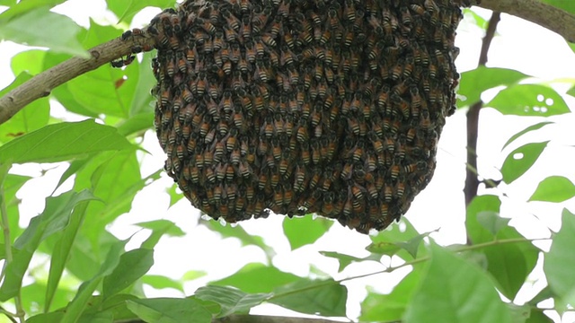 蜂房工作的蜜蜂视频素材