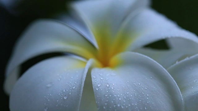 水滴落在热带鸡蛋花上视频素材