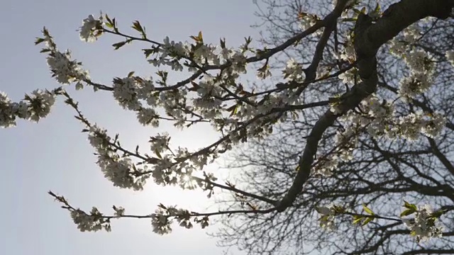 樱花树在背光视频素材