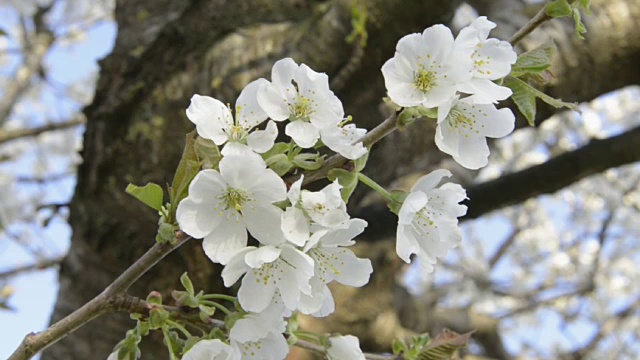 樱花视频素材