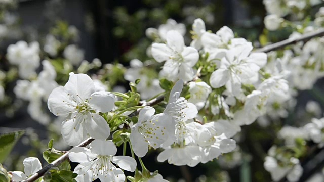 樱花视频素材