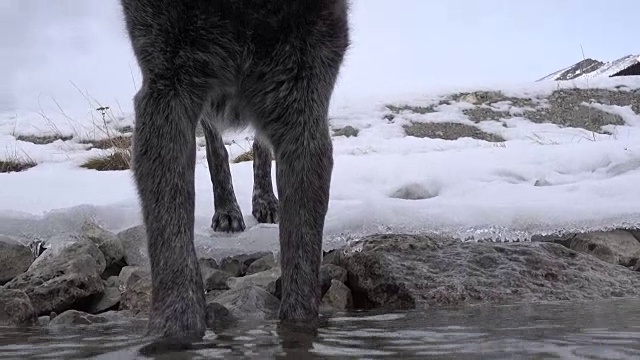 一只狗在雪地里爬下来喝冬天的小溪里的水视频素材