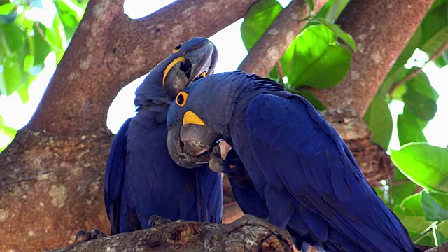 巴西潘塔纳尔(Pantanal)乔佛里港(Porto Jofre)树上的风信子鹦鹉视频素材