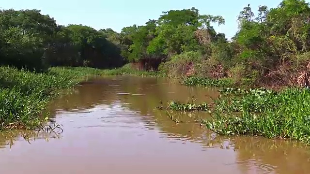 划船穿过巴西潘塔纳尔库亚巴河的沼泽地区视频素材