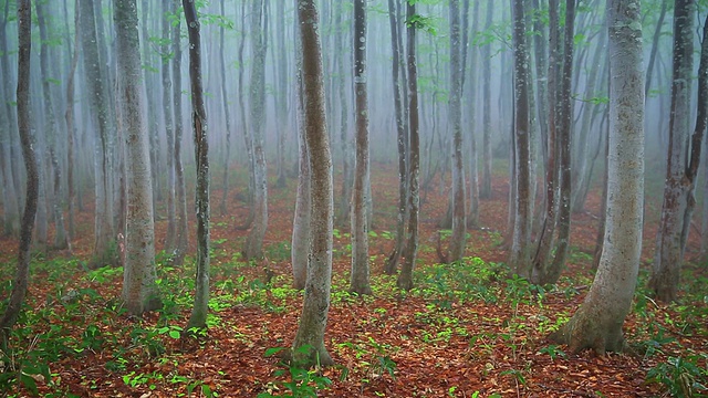 雨天的绿色森林视频素材