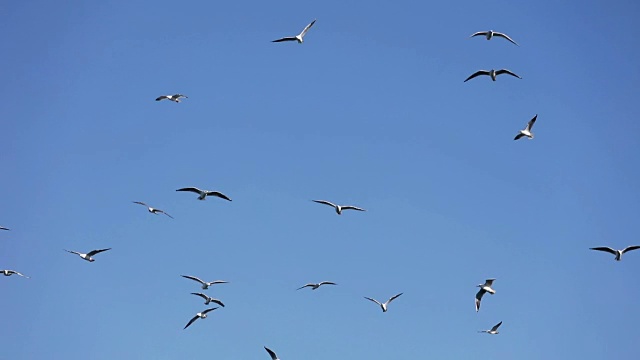 海鸥在天空中飞翔视频下载