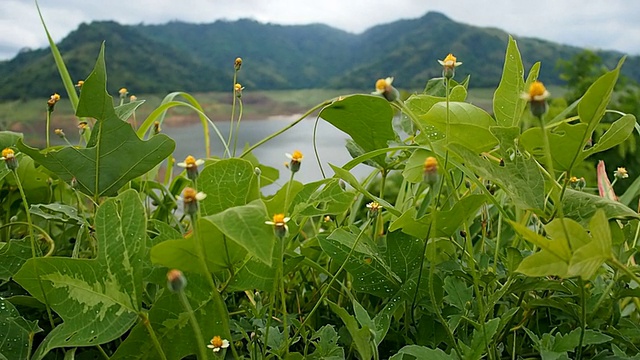 自然视频背景在平移拍摄视频素材