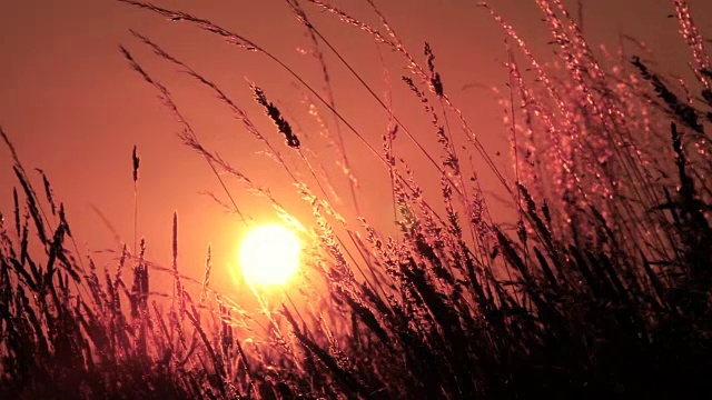 在金色的夕阳下，草叶在微风中轻轻摇曳视频素材