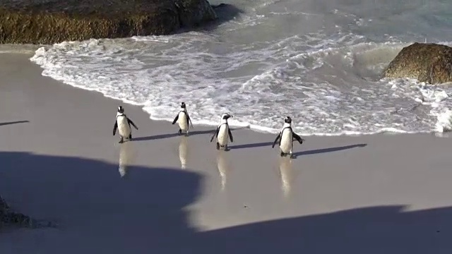 非洲企鹅在海浪中撞击视频素材