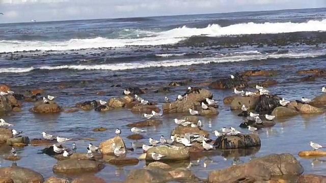 海鸥落在岩石上的海景视频下载