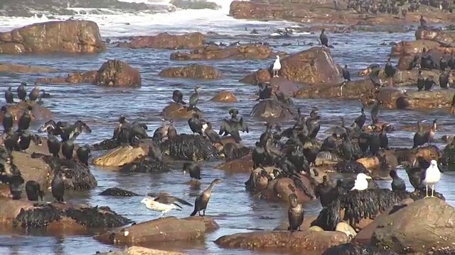 海鸥坐在岩石上的海景视频下载