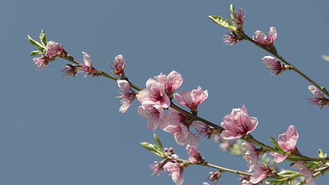 桃花树(prunus)视频素材