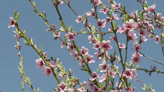 桃花树(prunus)视频素材