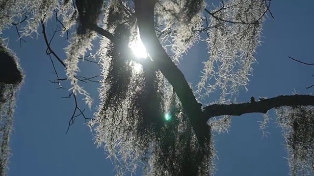 阳光透过树枝视频下载