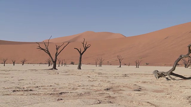 枯死的山谷，索苏斯Vlei -树(Acacia)在干燥的湖床上视频素材