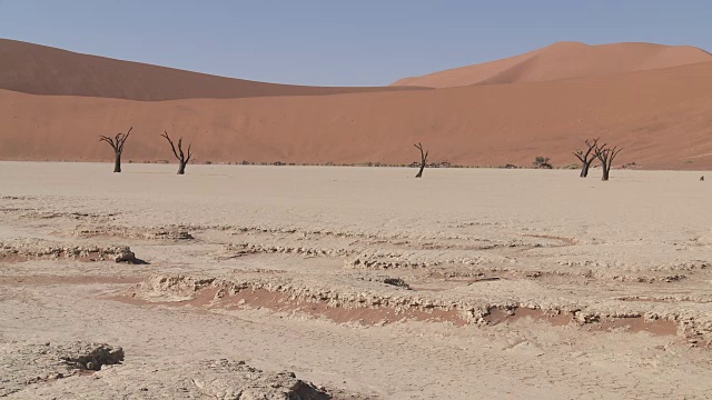 枯死的山谷，索苏斯Vlei -树(Acacia)在干燥的湖床上视频素材