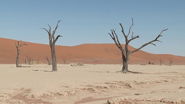 枯死的山谷，索苏斯Vlei -树(Acacia)在干燥的湖床上视频素材