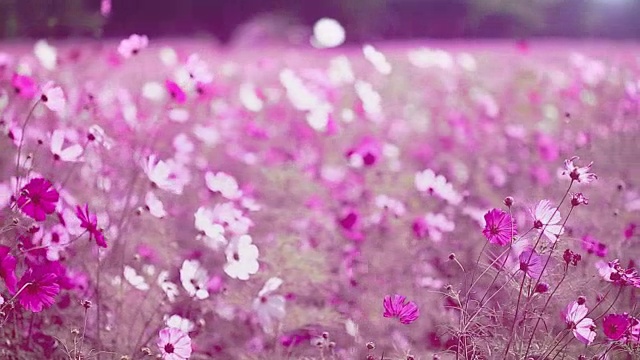 宇宙花花园视频素材