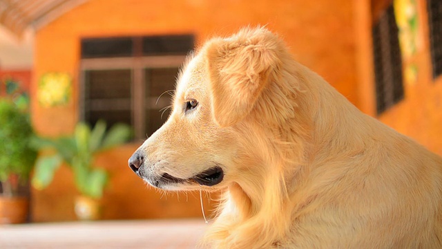 饥饿的金毛猎犬视频素材