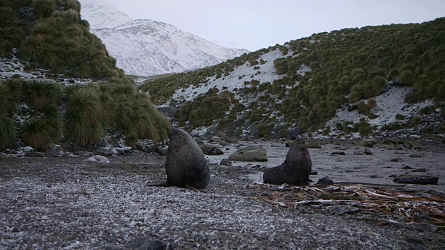 南乔治亚岛，2015年视频素材