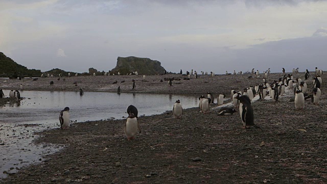 南乔治亚岛，2015年视频下载