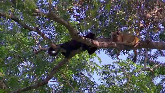 巴西潘塔纳尔，树上的吼猴视频素材