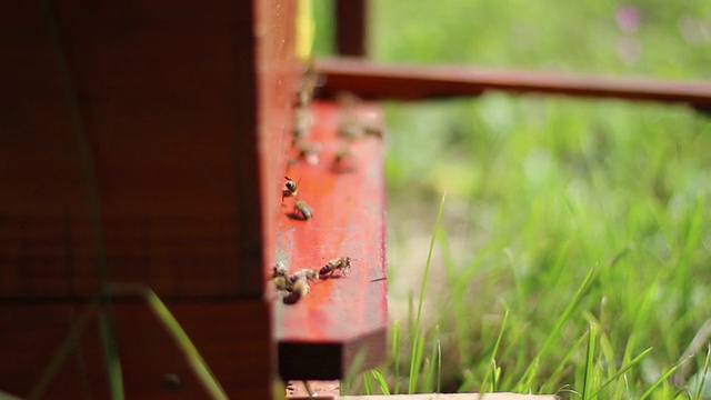 蜜蜂视频素材