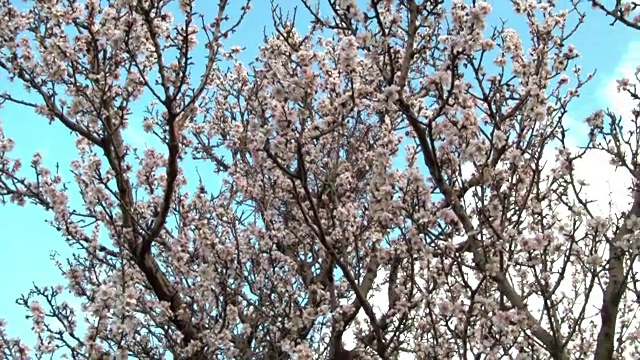 桃花朵朵，蓝天碧水。视频下载