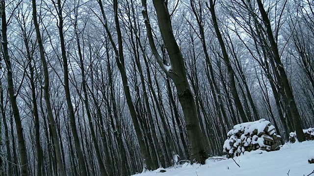 雪中的树干视频素材