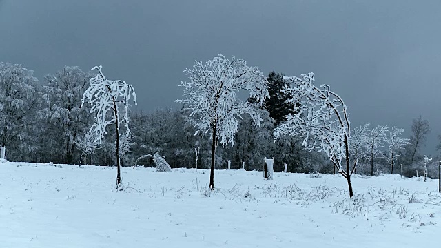 白雪覆盖的树木映衬着黑暗的天空视频素材