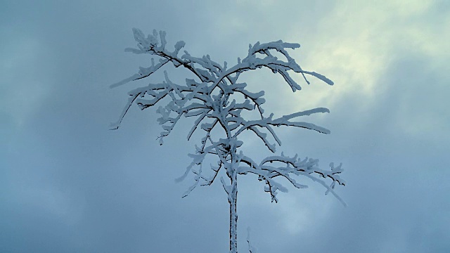 雪覆盖的树-移动的云视频素材