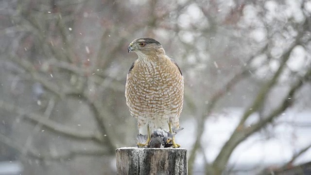 鹰在暴风雪中捕食猎物视频素材