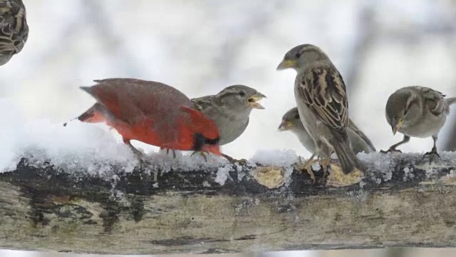 红衣主教和麻雀在下雪时进食视频素材