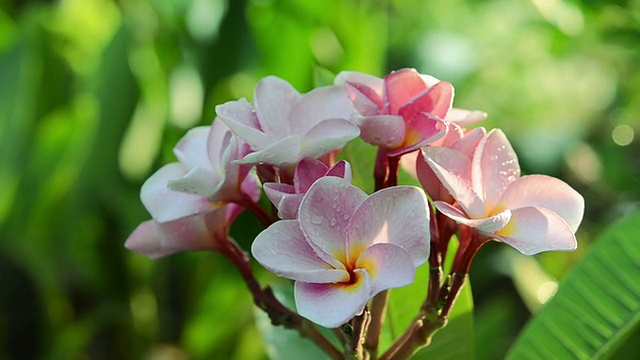 格林花园的枝针花视频素材