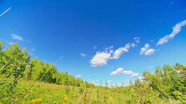 夏季景观，绿色草地视频素材