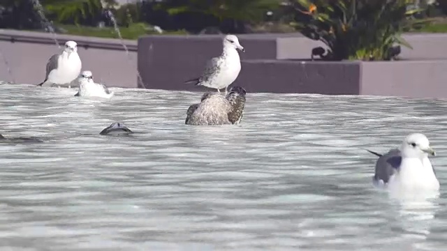 喷泉上的海鸥视频素材