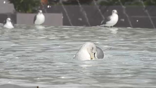 喷泉上的海鸥视频素材