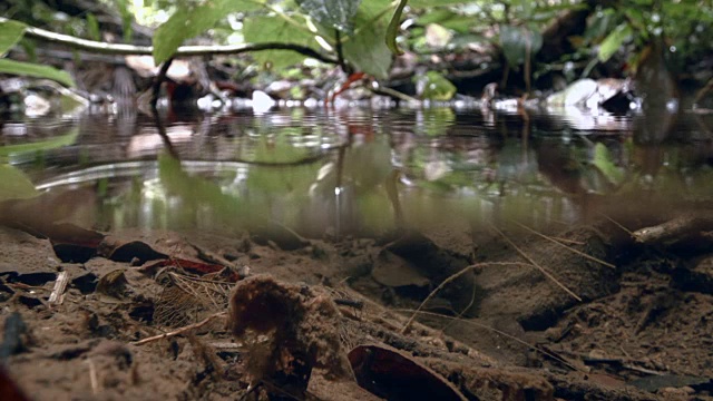 水滴落在雨林地面的落叶层上视频素材