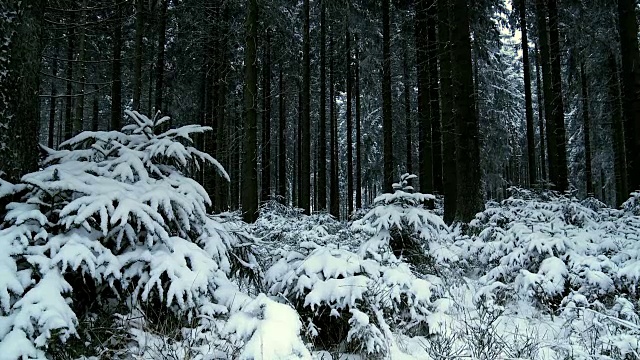 雪覆盖的松柏视频素材