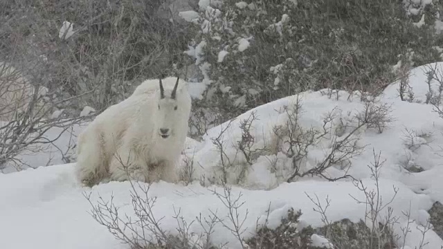 在一场暴风雪中，一只岩石山山羊(Oreamnos americanus)在山坡上的新雪中吃草视频素材