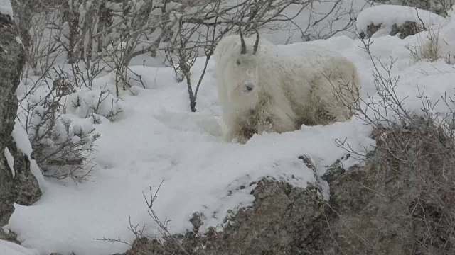 在一场暴风雪中，一只岩石山山羊(Oreamnos americanus)在山坡上吃草视频素材