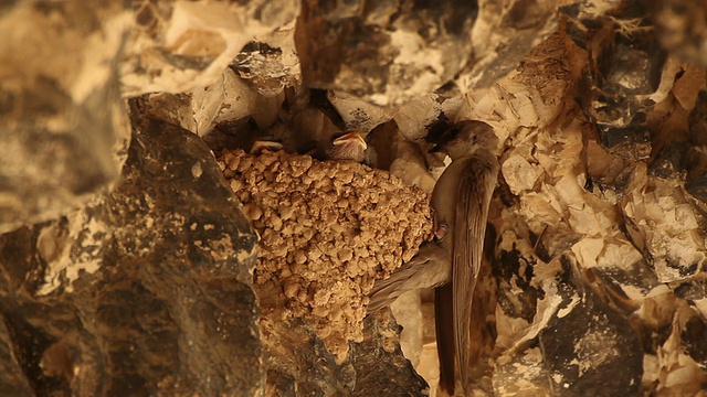 岩石马丁(Ptyonoprogne fuligula)喂养雏鸟在巢，朱迪安沙漠视频素材