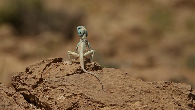 西奈阿加马(Pseudotrapelus sinaitus)带着蓝色的头，在内盖夫沙漠的一块岩石上，逃跑视频素材