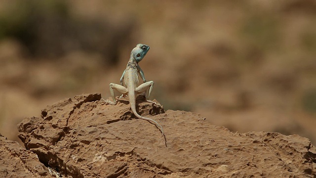 在内盖夫沙漠的一块岩石上，有蓝色头的西奈阿加马(Pseudotrapelus sinaitus)视频素材