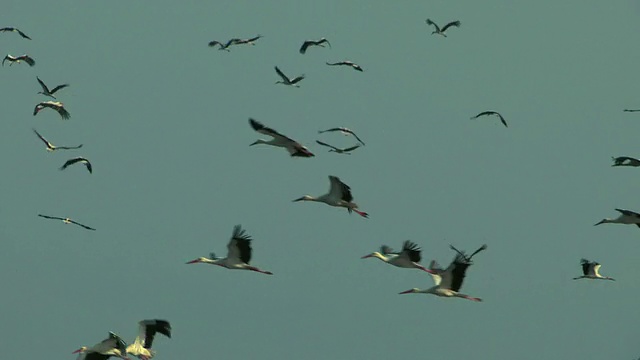 白鹳(Ciconia Ciconia)——春季从非洲迁徙到欧洲的一大群视频素材