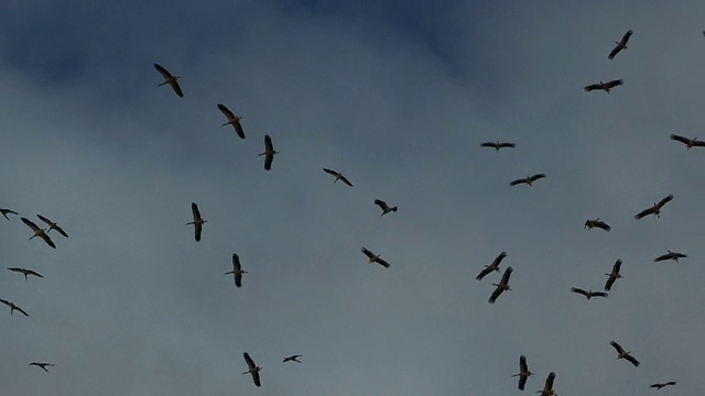 白鹳(Ciconia Ciconia)——在春天从非洲迁徙到欧洲的过程中，一大群飞过埃拉特山脉的白鹳视频素材